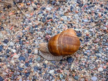 High angle view of snail on land