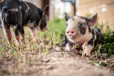 Brown, black and white piglets playing
