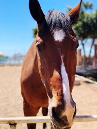 Close-up portrait of horse in ranch