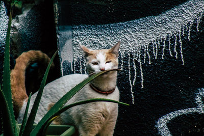 Portrait of cat sitting by plants