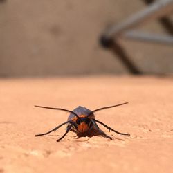 Close-up of insect on surface