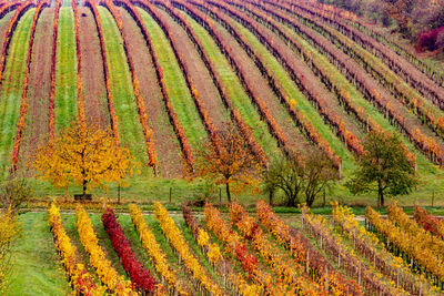 Scenic view of vineyard during autumn