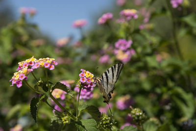 Butterfly on purple flower