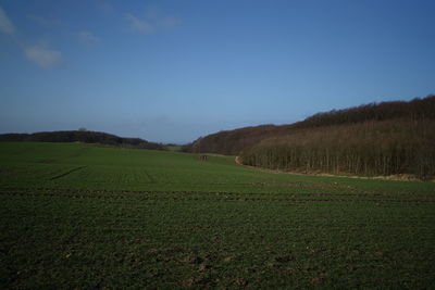 Scenic view of agricultural field against sky