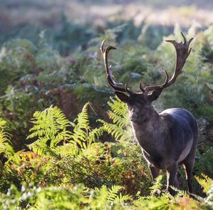 Stag standing amidst plants on field