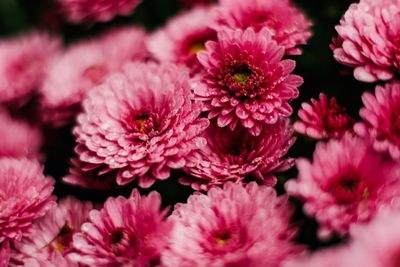 Close-up of pink flowering plants