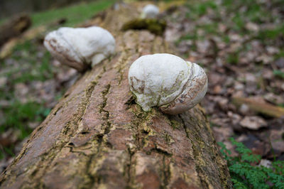 Close-up of shell on rock