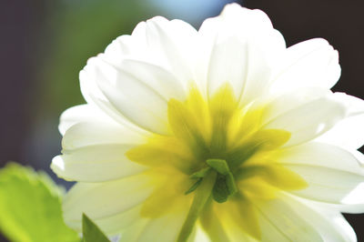 Macro shot of yellow flower