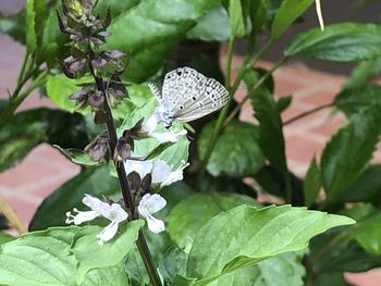 Close-up of butterfly on plant