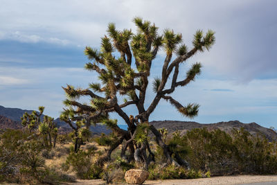 Plant against clear sky