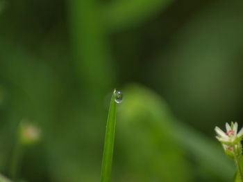 Close-up of water drops on plant