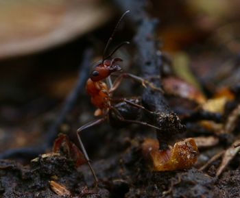 Close-up of insect