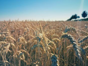 View of wheat field against clear sky