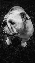 Close-up of dog on grass