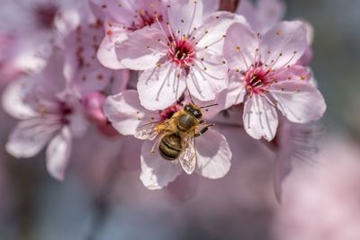 Close-up of bee pollinating on cherry blossom