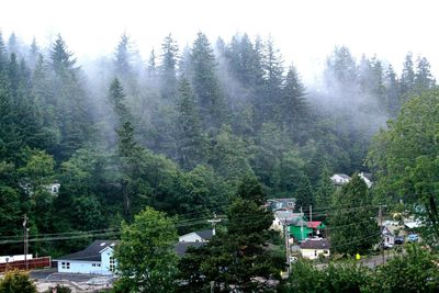 High angle view of trees in forest