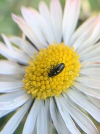 Close-up of insect on flower