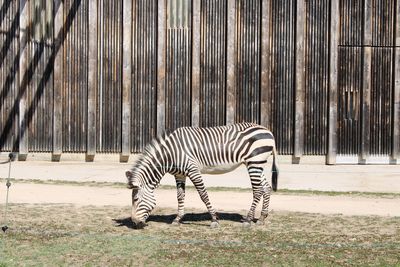 Side view of zebra standing on field