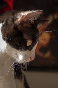 Close-up of a cat looking away