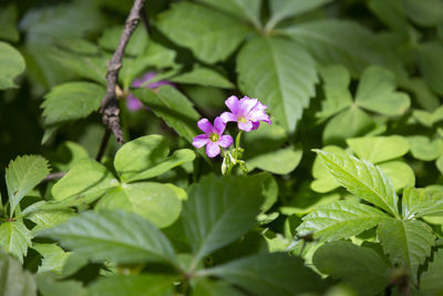 Two violet flowers growing in clovers and dead leaves