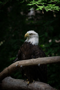 Bald eagle perching on tree