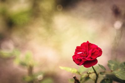 Close-up of red rose blooming outdoors