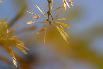 Close-up of plant against sky