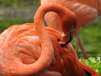 Close-up of a bird