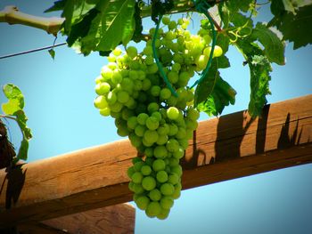 Low angle view of grapes hanging on tree