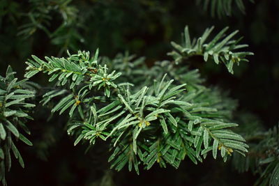 Close-up of pine tree