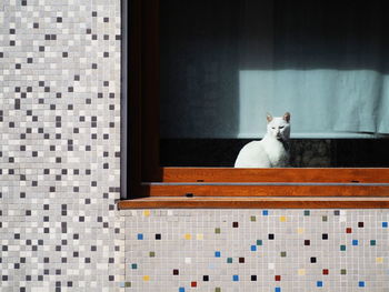 Portrait of cat sitting on window at home