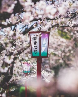 Low angle view of cherry blossom on tree