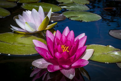 Close-up of lotus water lily in lake