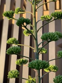 Close-up of potted plant