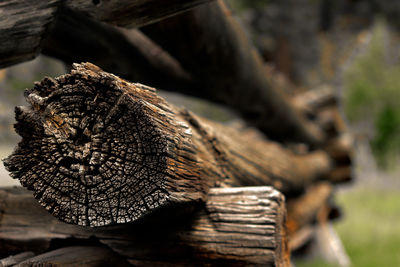 Close-up of log in forest