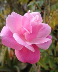 Close-up of pink flower