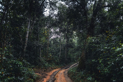 Road amidst trees in forest