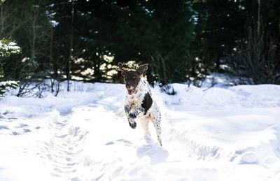 Dog running in snow