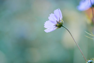 Close-up of white flower