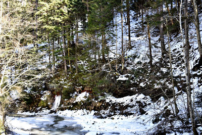 Frozen trees in forest during winter