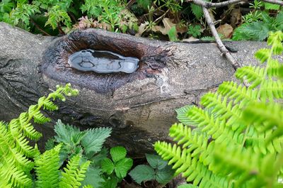 High angle view of snake on tree trunk