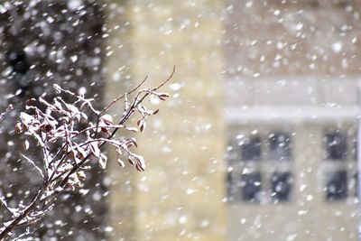 Close-up of frozen plant during snow season