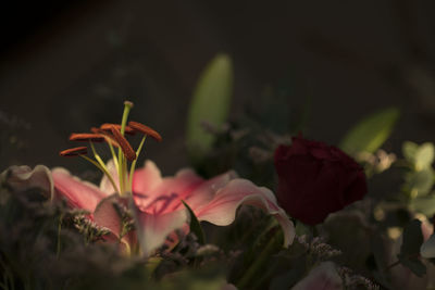 Close-up of pink flower