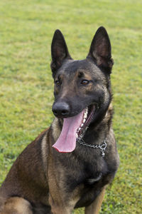 Portrait of dog sitting on field