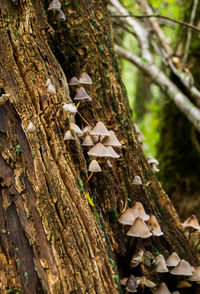 Close-up of mushroom growing on tree trunk