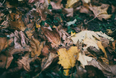 Close-up of dry maple leaves