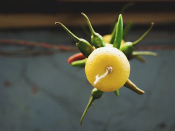 Close-up of yellow flower