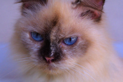 Close-up portrait of cat