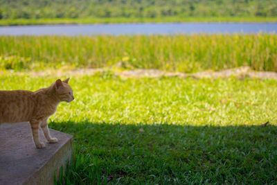 Side view of cat on grass