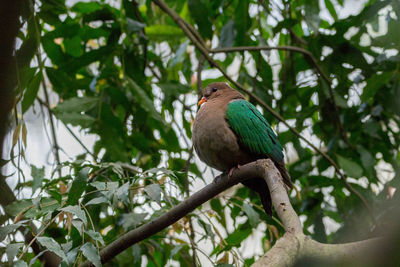 Close-up of bird perching on tree